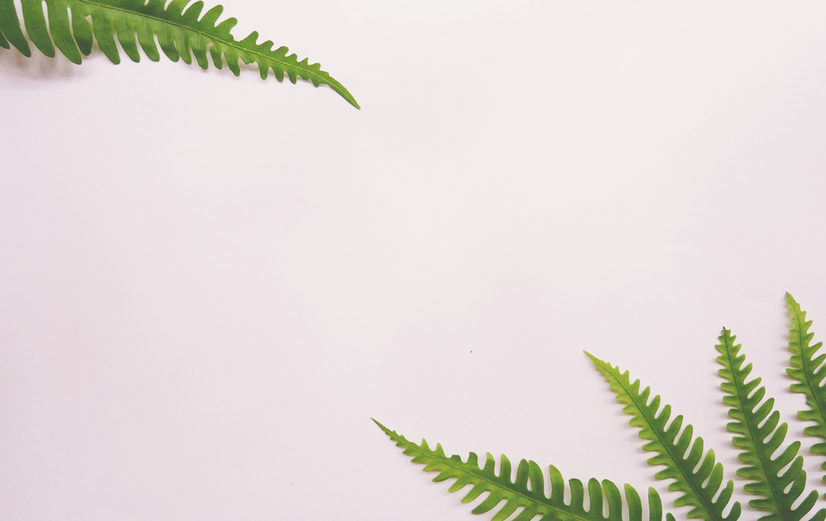Real tropical leaves on white backgrounds